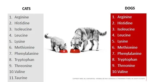 Dog Nutrition Without Myths. Ingredients and Nutrients