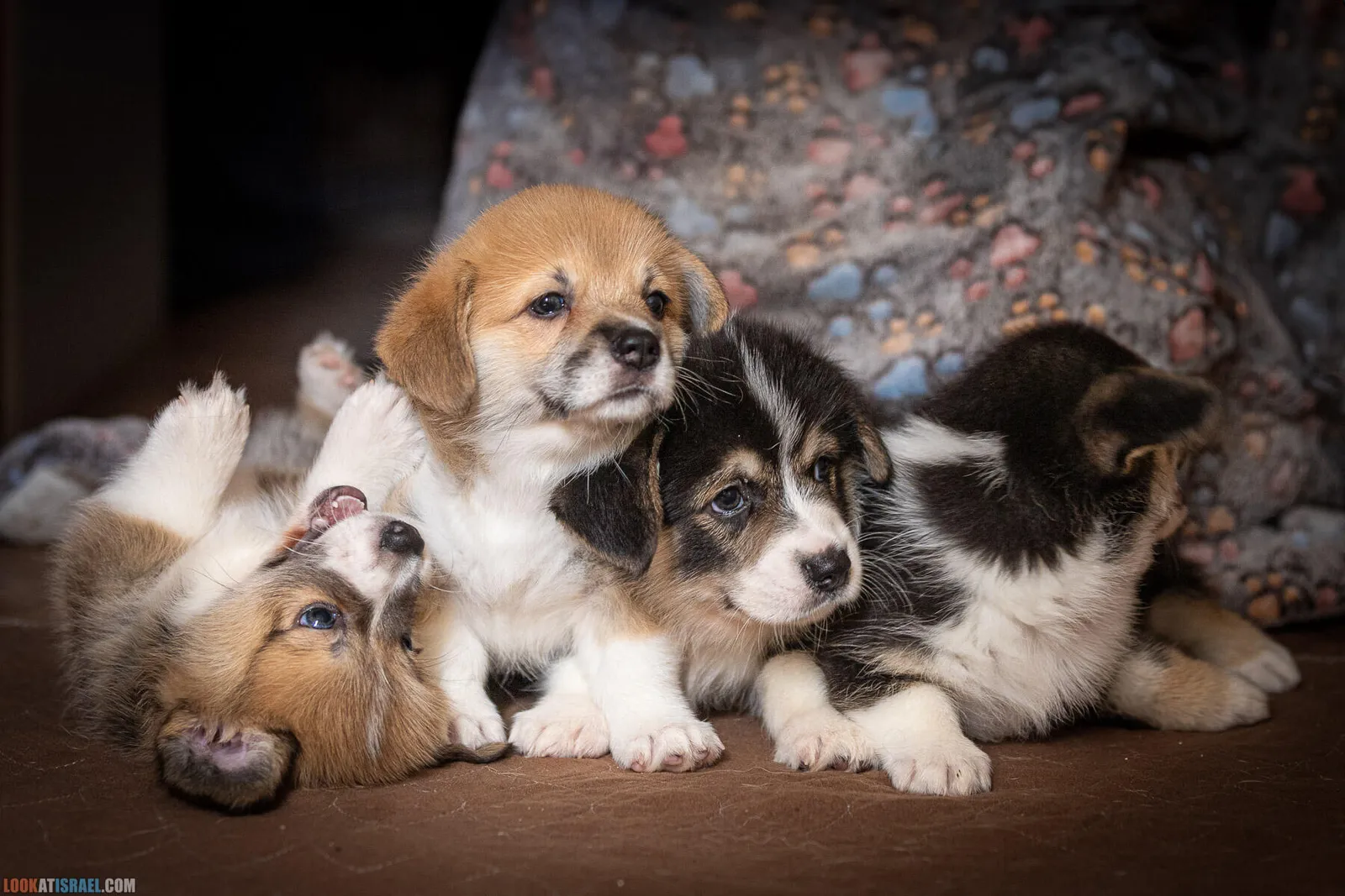 How to Choose a Corgi Puppy and a Kennel: a Future Owner's Checklist