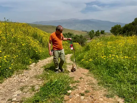 האם קורגי באמת צריך אילוף?