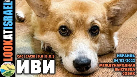 Выставки собак: зачем они нужны?