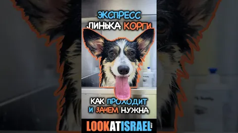 טיפוח קורגי: ציפורניים, פרווה, שיניים ואוזניים