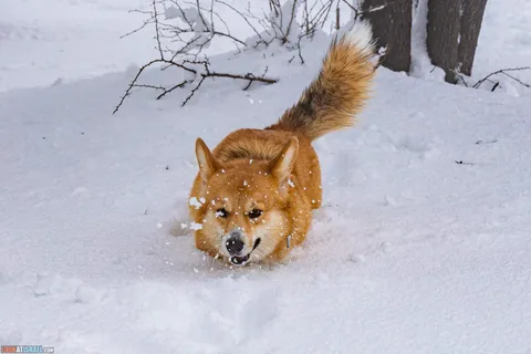 Легенды о происхождении корги