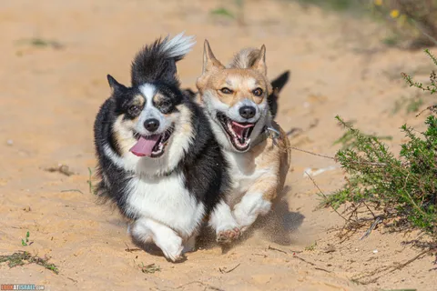 Legends of the Origin of the Corgi