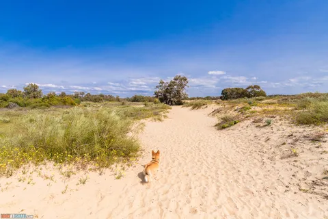 Dog Walks in Israel: 10 Corgi‑Approved Routes