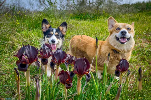 Dog Walks in Israel: 10 Corgi‑Approved Routes