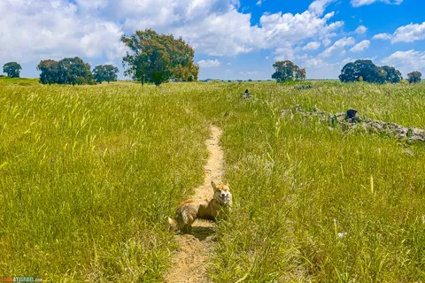 Dog Walks in Israel: 10 Corgi‑Approved Routes