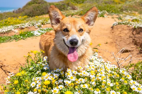 Dog Walks in Israel: 10 Corgi‑Approved Routes