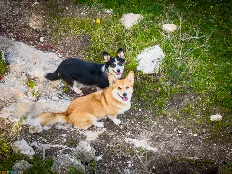 Dog Walks in Israel: 10 Corgi‑Approved Routes