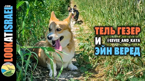 Dog Walks in Israel: 10 Corgi‑Approved Routes