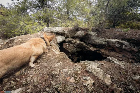 Dog Walks in Israel: 10 Corgi‑Approved Routes
