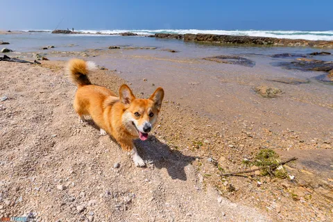 Dog Walks in Israel: 10 Corgi‑Approved Routes