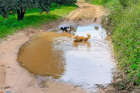 Dog Walks in Israel: 10 Corgi‑Approved Routes