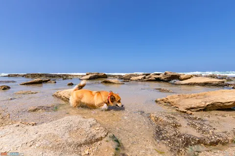 Dog Walks in Israel: 10 Corgi‑Approved Routes