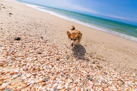 Dog Walks in Israel: 10 Corgi‑Approved Routes