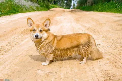 Dog Walks in Israel: 10 Corgi‑Approved Routes