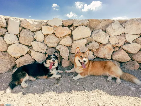 Dog Walks in Israel: 10 Corgi‑Approved Routes