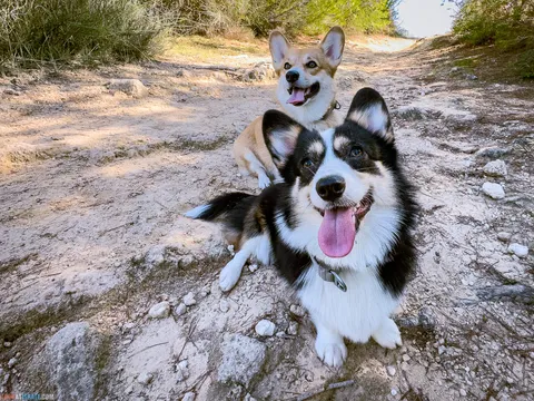 Dog Walks in Israel: 10 Corgi‑Approved Routes