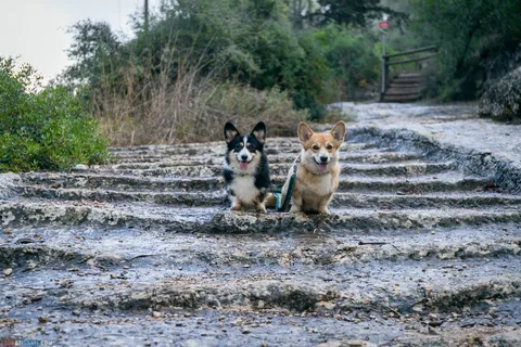 Dog Walks in Israel: 10 Corgi‑Approved Routes