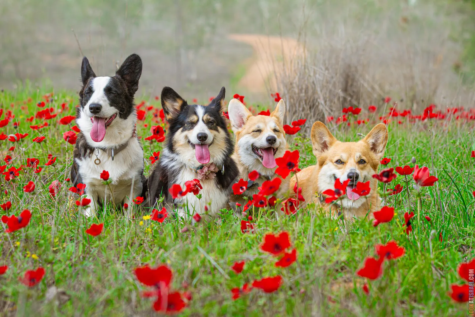 Dog Walks in Israel: 10 Corgi‑Approved Routes
