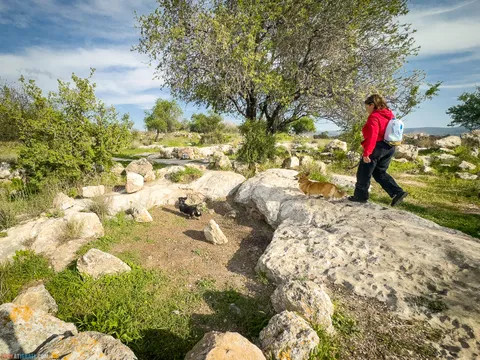 Dog Walks in Israel: 10 Corgi‑Approved Routes