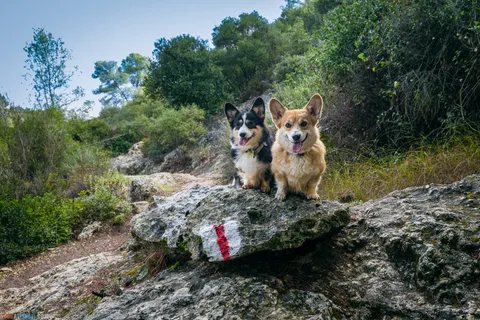 Dog Walks in Israel: 10 Corgi‑Approved Routes