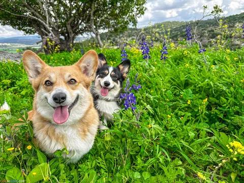 Dog Walks in Israel: 10 Corgi‑Approved Routes