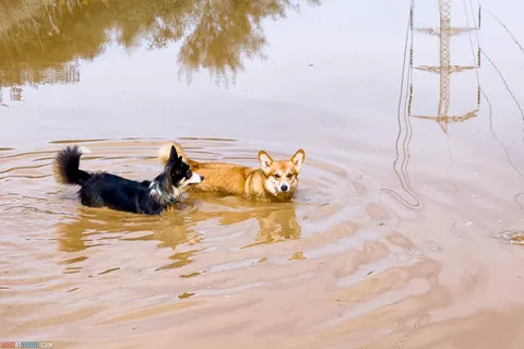 Dog Walks in Israel: 10 Corgi‑Approved Routes