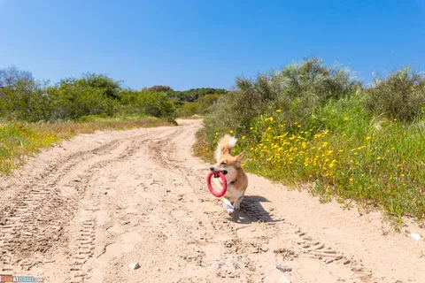 Dog Walks in Israel: 10 Corgi‑Approved Routes