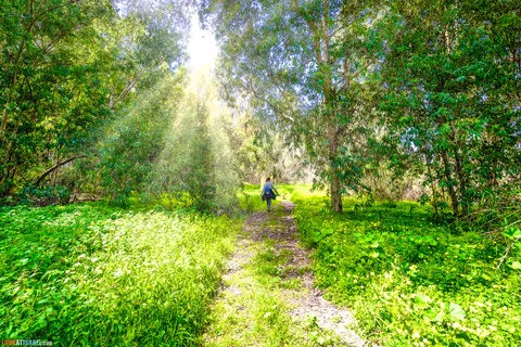 Dog Walks in Israel: 10 Corgi‑Approved Routes