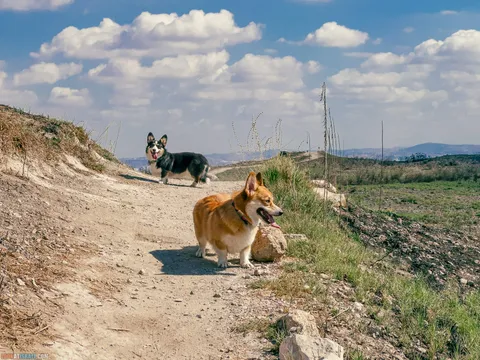 Dog Walks in Israel: 10 Corgi‑Approved Routes