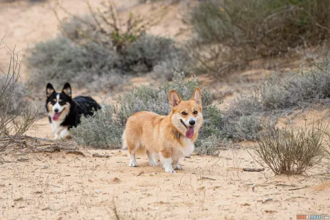 Dog Walks in Israel: 10 Corgi‑Approved Routes