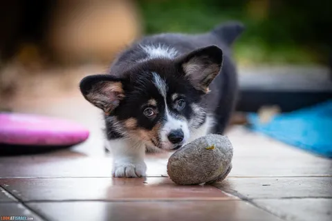 Why Corgis Pick Things Up From the Ground and How to Deal With It
