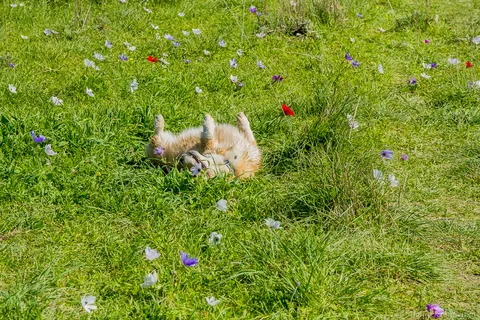 Dangerous Wildlife in Israel for Dogs: Snakes, Insects, and Other Threats 🐾