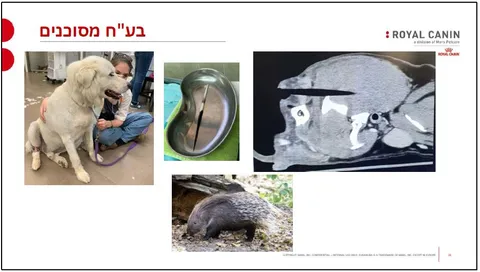 Dangerous Mammals in Israel for Dogs: Porcupines, Jackals, and Other Risks 🐾