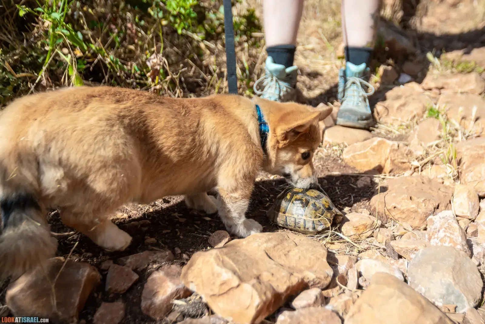 Dangerous Mammals in Israel for Dogs: Porcupines, Jackals, and Other Risks 🐾
