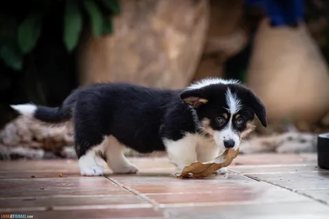 Why Corgis Pick Things Up From the Ground and How to Deal With It