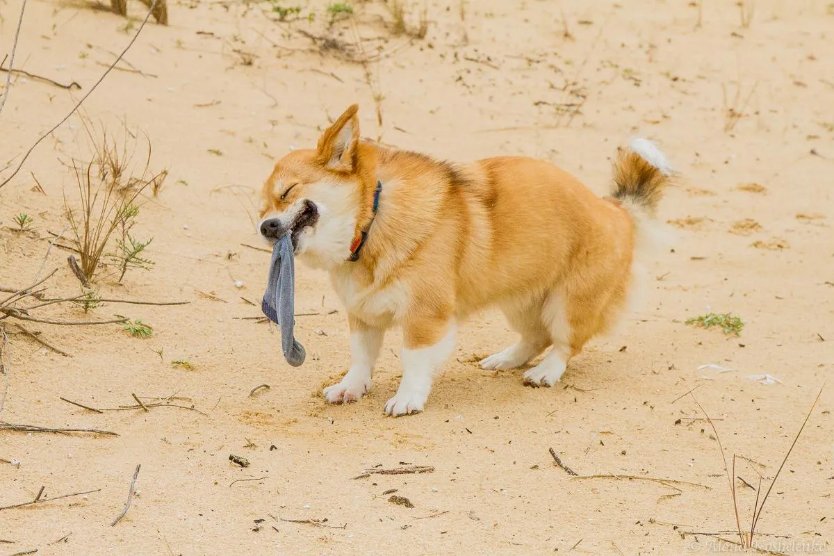 Why Corgis Pick Things Up From the Ground and How to Deal With It