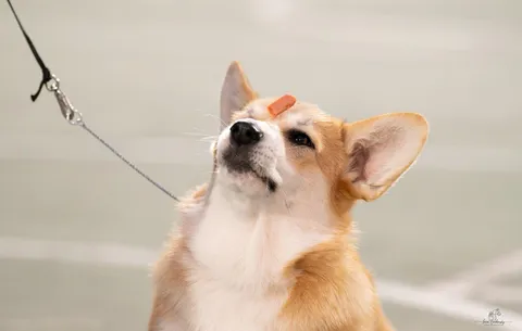 Why Corgis Pick Things Up From the Ground and How to Deal With It