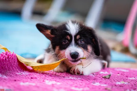 Why Corgis Pick Things Up From the Ground and How to Deal With It