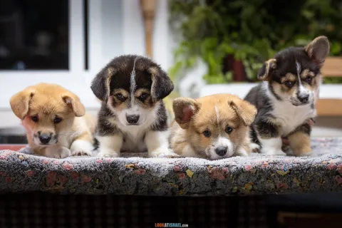 Нужно ли подклеивать уши щенку корги и как это сделать