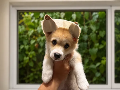 Нужно ли подклеивать уши щенку корги и как это сделать