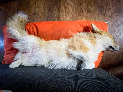 Иви — фото 38