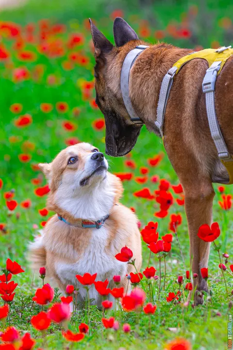 Иви — фото 48