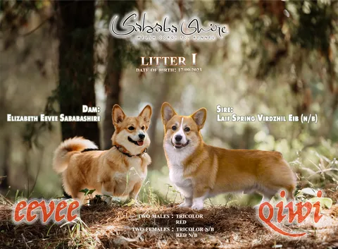 Sababa Shire Litter I Cover - Eevee + Qiwi (Kiwi)