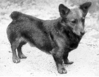 Bowhit: The Kennel at the Foundations of the Modern Pembroke Welsh Corgi
