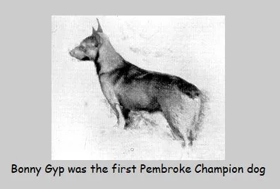 Bowhit: The Kennel at the Foundations of the Modern Pembroke Welsh Corgi