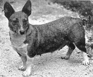 Bowhit: The Kennel at the Foundations of the Modern Pembroke Welsh Corgi