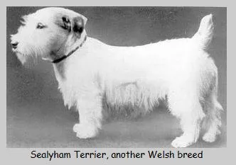 Bowhit: The Kennel at the Foundations of the Modern Pembroke Welsh Corgi