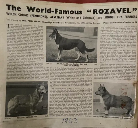 Тельма Грей и Rozavel: женщина, которая помогла создать современного корги