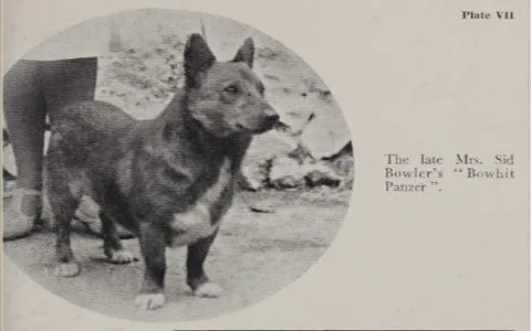 Bowhit: The Kennel at the Foundations of the Modern Pembroke Welsh Corgi